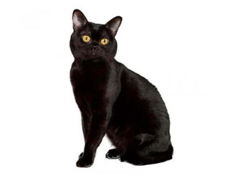 Black and white bombay sales cat